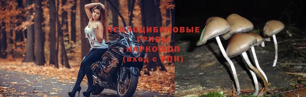 дживик Аркадак